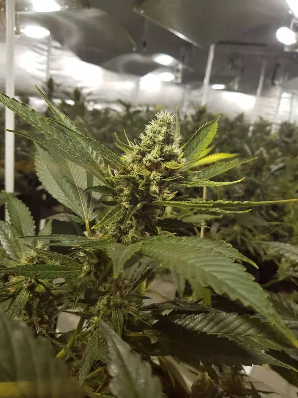 infiorescenze cannabis light indoor green pepper
