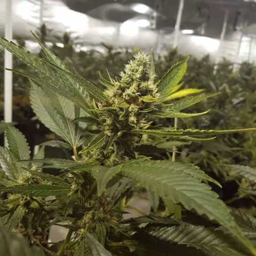 infiorescenze cannabis light indoor green pepper