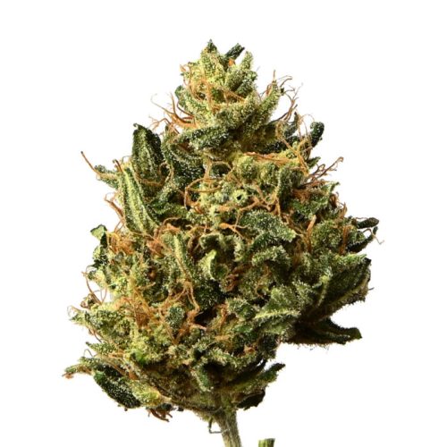 canapa legale, canapa light, cannabis italia, cannabis legale, cannabis light, cbd, fiori cannabis, fiori cbd, flower cbd, idroponica, infiorescenze