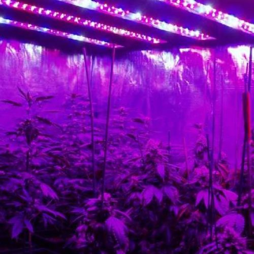 Lampada LED Full Spectrum GreenSUN 300W 5 Lampada LED Full Spectrum GreenSUN 300W - immagine 3