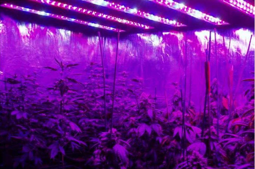 Lampada LED Full Spectrum GreenSUN 300W DolomitiGrow