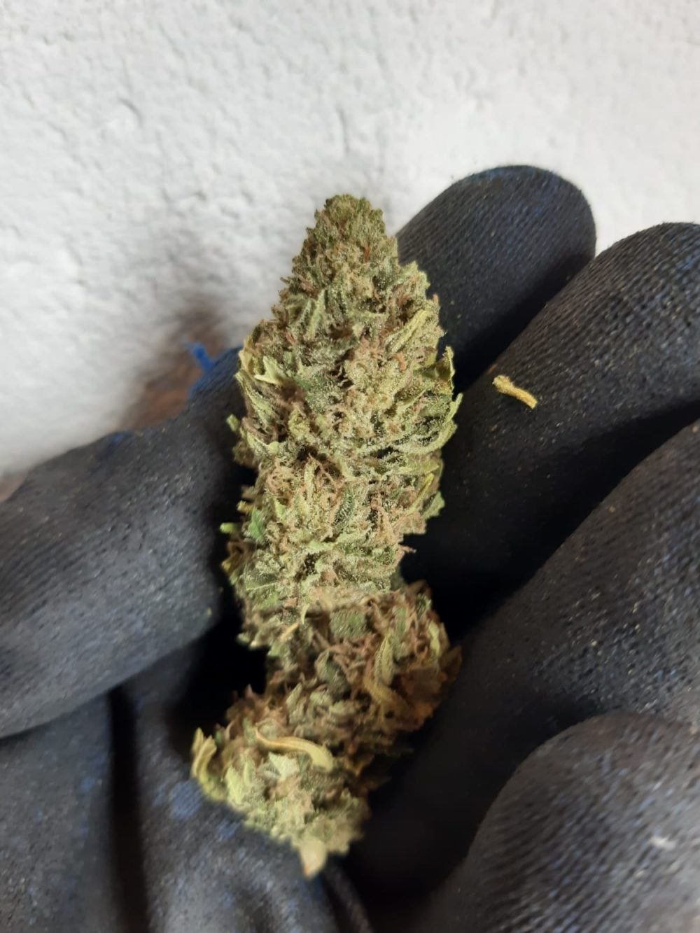 Infiorescenza CBD Outdoor Orange Ice - immagine 3