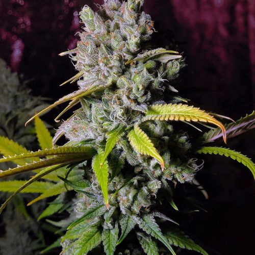 Cannabis Blu Gelato 41