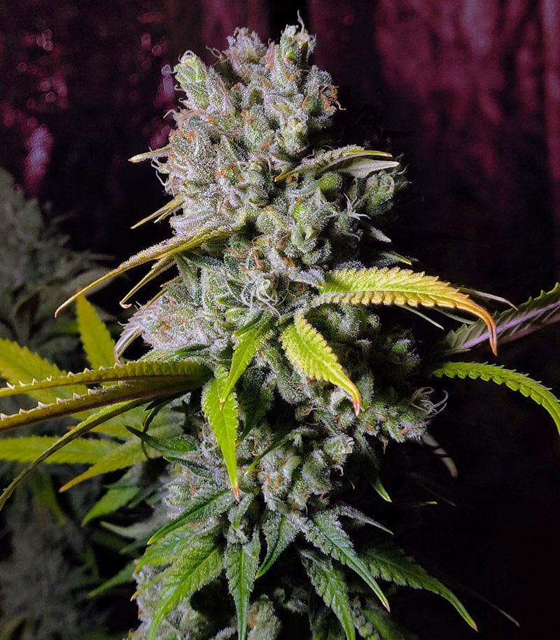 Talee Blue Gelato 41 Ornamentali 1 Talee Blue Gelato 41 ornamentali - Cannabis Sativa L.