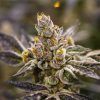 Talee Dosidos Ornamentali 3 Talee Dosidos ornamentali - Cannabis Sativa L.
