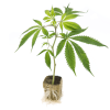 Piante ornamentali Cannabis dolomitigrow