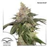 Talee Kerosene Krash Ornamentali 2 Talee Kerosene Krash ornamentali - Cannabis Sativa L.
