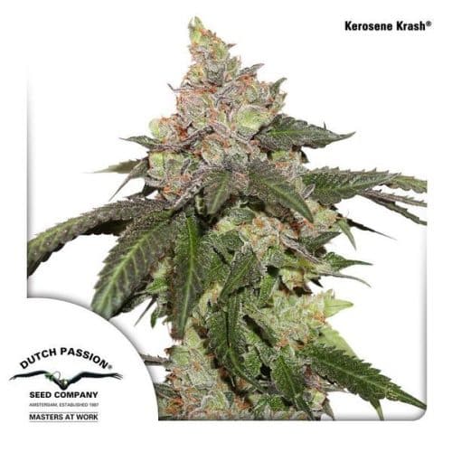 Talee Kerosene Krash ornamentali - Cannabis Sativa L.