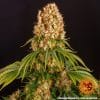 Talee Orange Sherbert Ornamentali 3 Talee Orange Sherbert ornamentali - Cannabis Sativa L.