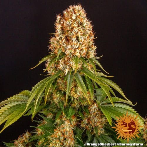 Talee Orange Sherbert ornamentali - Cannabis Sativa L.