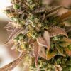 Talee The New Ornamentali 3 Talee The New ornamentali - Cannabis Sativa L.