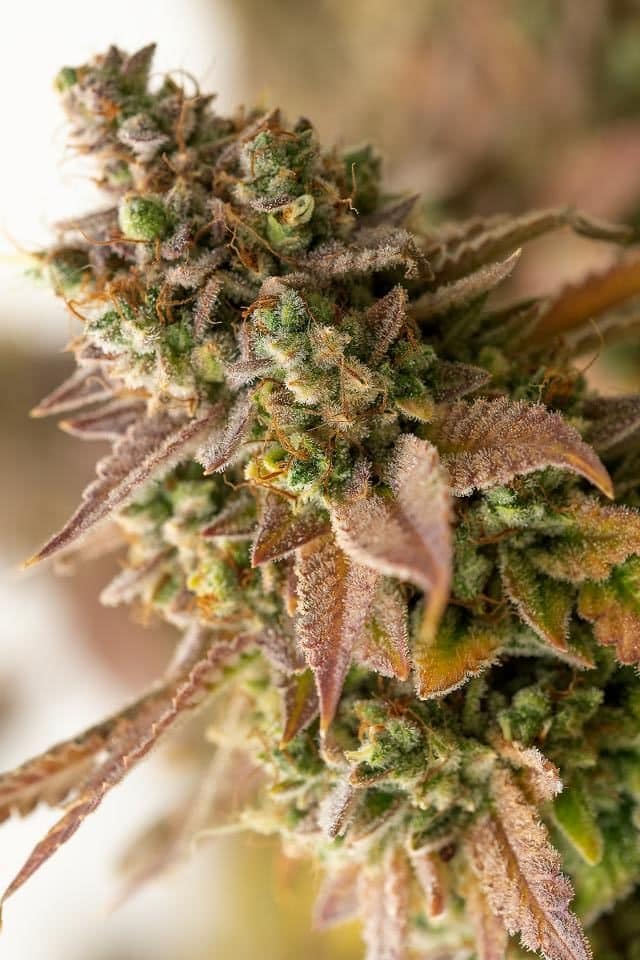 Talee The New Ornamentali 1 Talee The New ornamentali - Cannabis Sativa L.