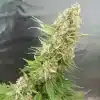 Talee Orango Ornamentali 3 Talee Orango ornamentali - Cannabis Sativa L.