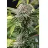 Talee Mango Sapphire Ornamentali 2 Talee Mango Sapphire ornamentali - Cannabis Sativa L.
