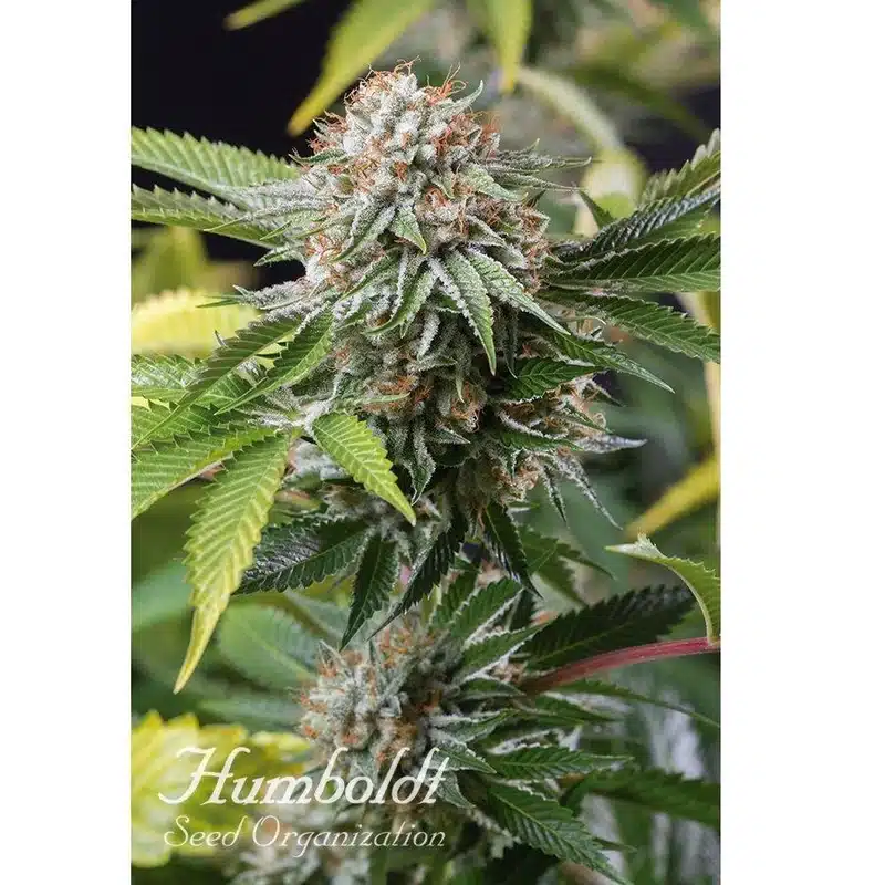 Talee Mango Sapphire Ornamentali 1 Talee Mango Sapphire ornamentali - Cannabis Sativa L.