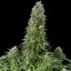 Talee White Siberian Ornamentali 2 Talee White Siberian ornamentali - Cannabis Sativa L.