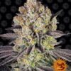 Talee Runtz Ornamentali 3 Talee Runtz ornamentali - Cannabis Sativa L.