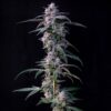 Talee 10Gs Ornamentali 2 Talee 10Gs ornamentali - Cannabis Sativa L.