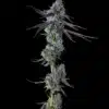 Talee Apple Banana Ornamentali 3 Talee Apple Banana ornamentali - Cannabis Sativa L.
