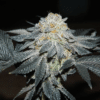 Talee Girl Scout Cookies Ornamentali 2 Talee Girl Scout Cookies ornamentali - Cannabis Sativa L.