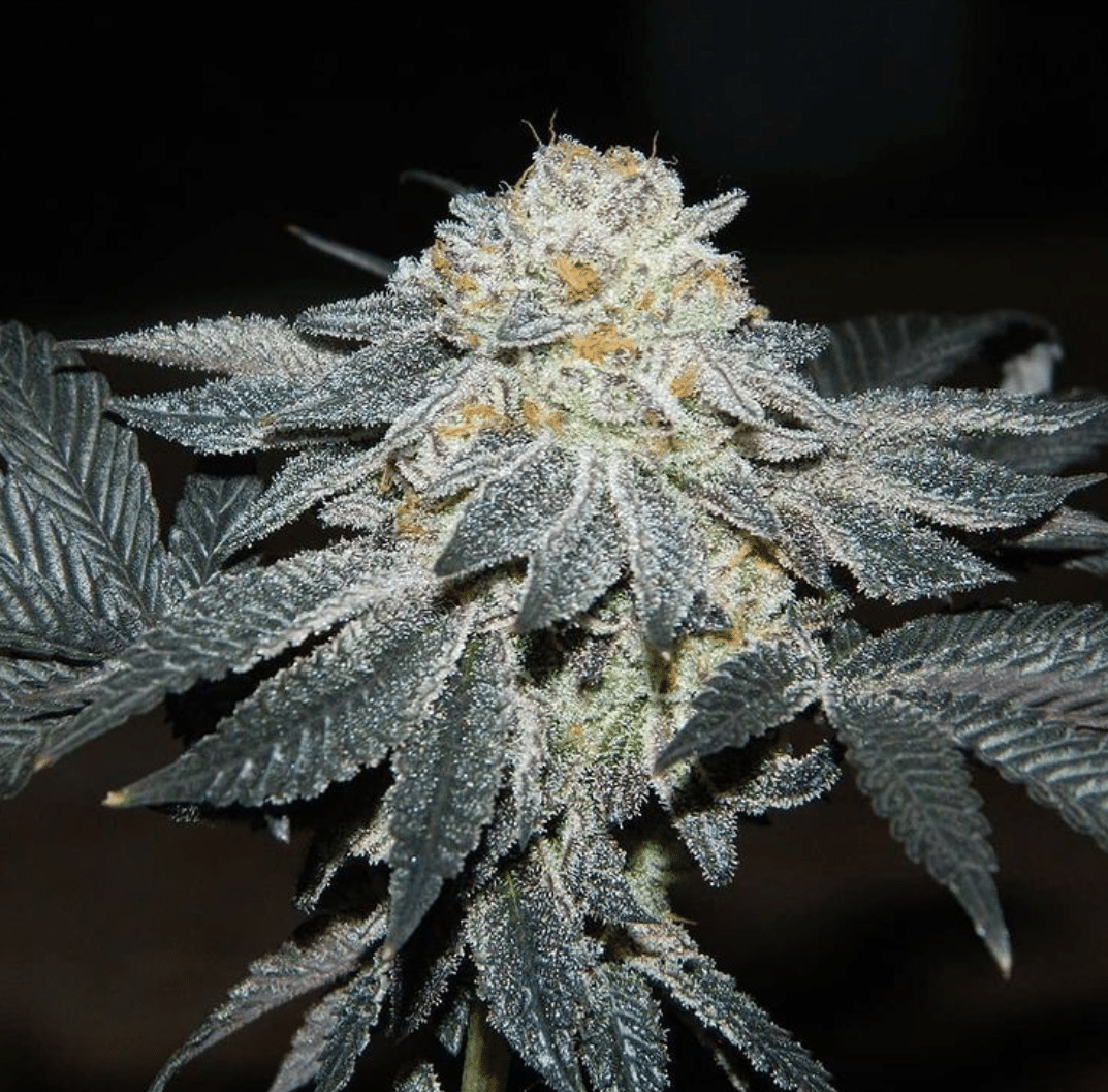 Talee Girl Scout Cookies Ornamentali 1 Talee Girl Scout Cookies ornamentali - Cannabis Sativa L.