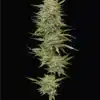 Talee OG Ornamentali 2 Talee OG ornamentali - Cannabis Sativa L.