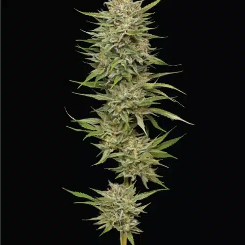 Talee OG ornamentali - Cannabis Sativa L.