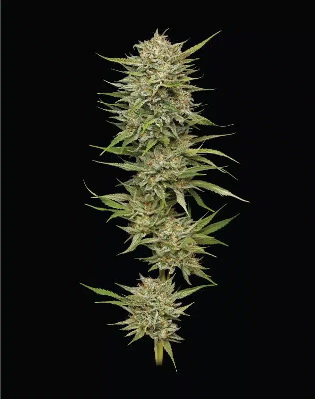 Talee OG Ornamentali 1 Talee OG ornamentali - Cannabis Sativa L.